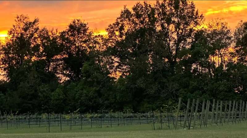 Southern Grove Vineyard