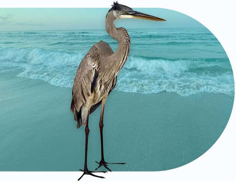FRED LOCAL - Your Premiere Vacation Guide
