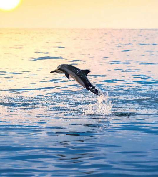 Dolphin Cruise Aboard Dolphin Tales